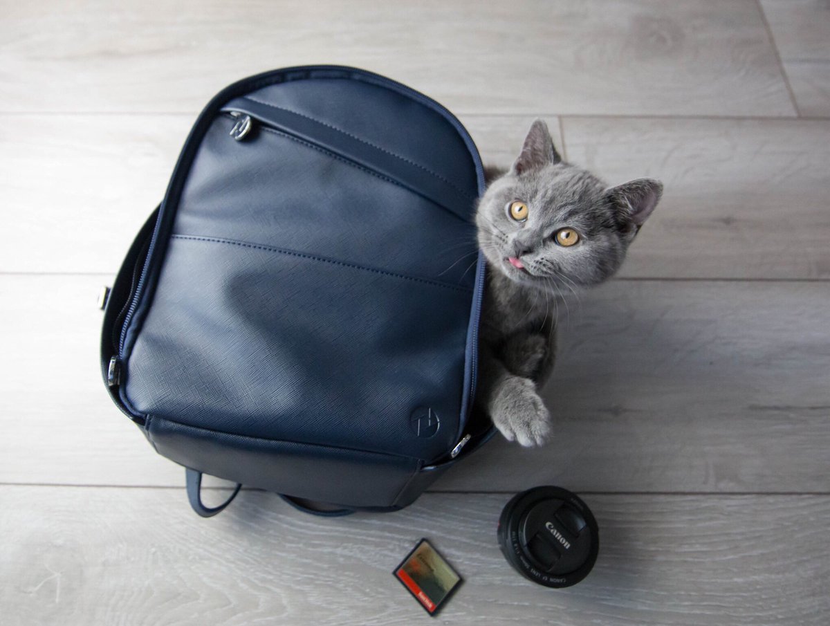 This is just enough fluffy cuteness to get us through this rainy Tuesday 🐱📸 by @madison_may_photography #dailyfluff