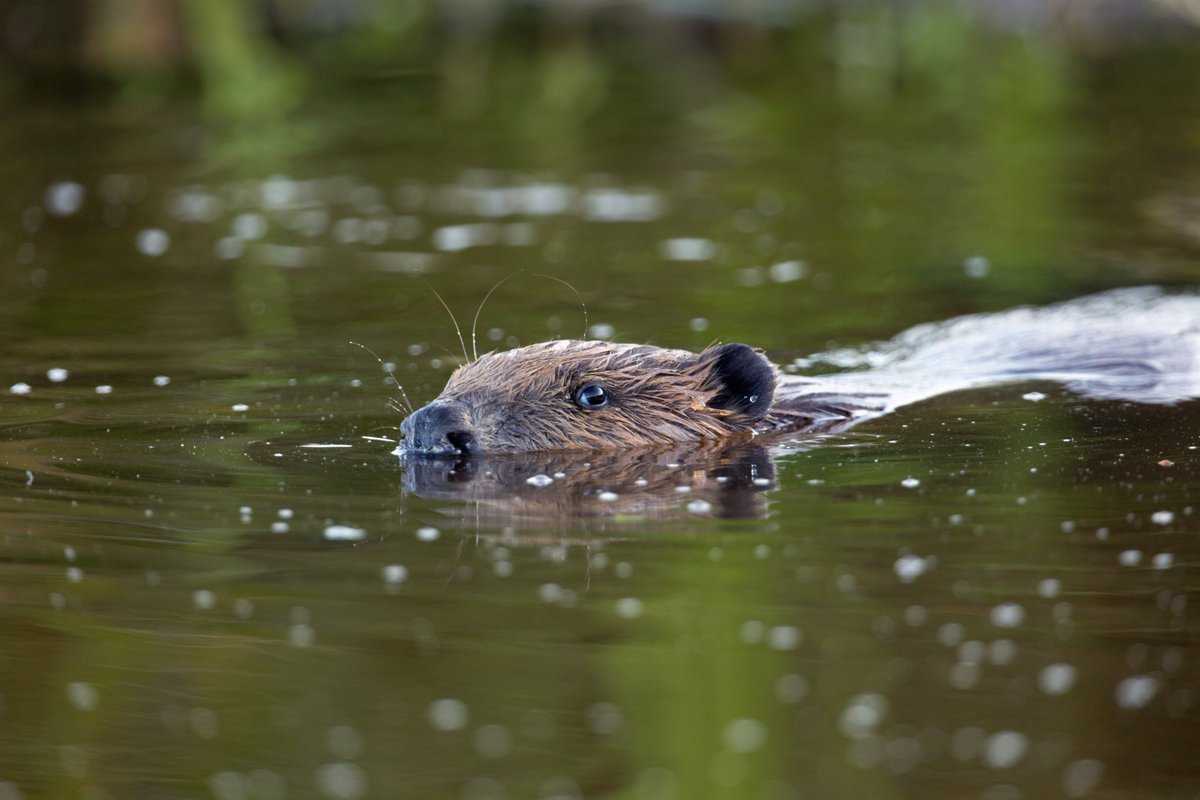 WildlifePhotosDevon tweet media