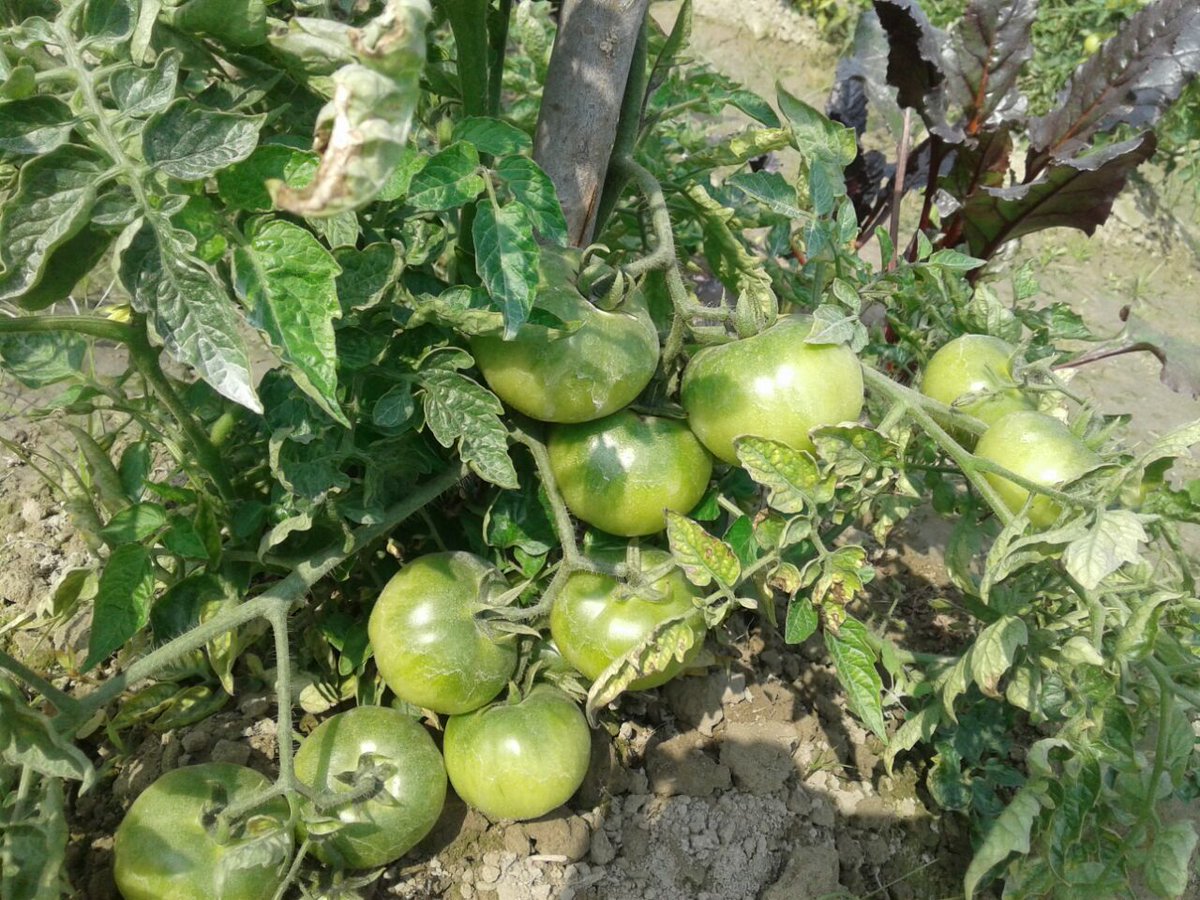 TrimurtiSeeds's tweet image. Some pics of one of our Tomato hybrids 2226, field of Fr Sahajram Murya, Khajuri (V), Belsar, Gonda, UP,  M: 9565834854. 
Hybrid is an all rounder with good performance across the country.