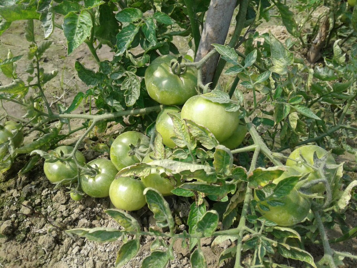 TrimurtiSeeds's tweet image. Some pics of one of our Tomato hybrids 2226, field of Fr Sahajram Murya, Khajuri (V), Belsar, Gonda, UP,  M: 9565834854. 
Hybrid is an all rounder with good performance across the country.