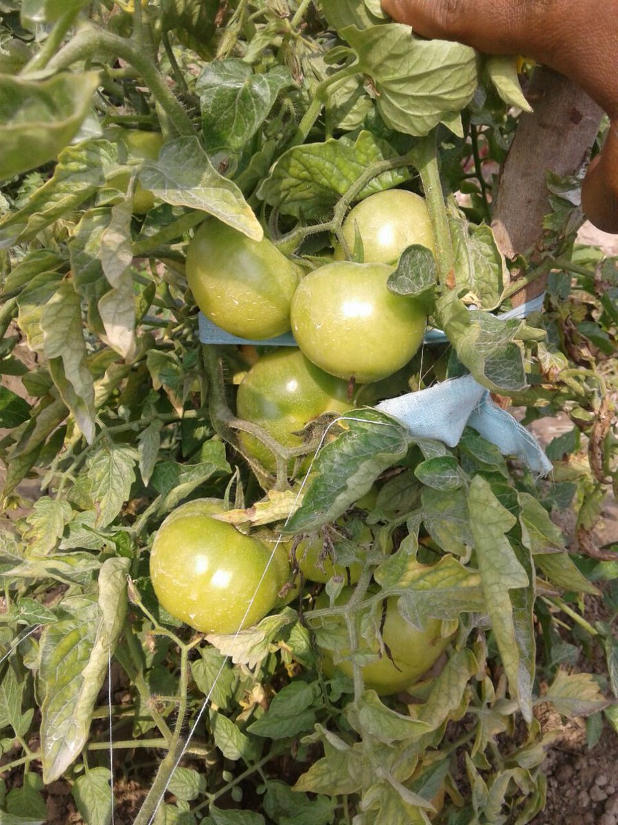 TrimurtiSeeds's tweet image. Some pics of one of our Tomato hybrids 2226, field of Fr Sahajram Murya, Khajuri (V), Belsar, Gonda, UP,  M: 9565834854. 
Hybrid is an all rounder with good performance across the country.
