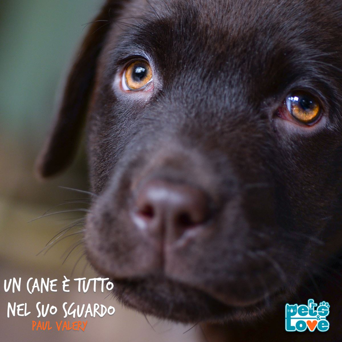 PetsAndLoveIT's tweet photo. Gli unici occhi che non mentono mai! Siete d'accordo? #PetsAndLove https://t.co/prlMgtgMRe