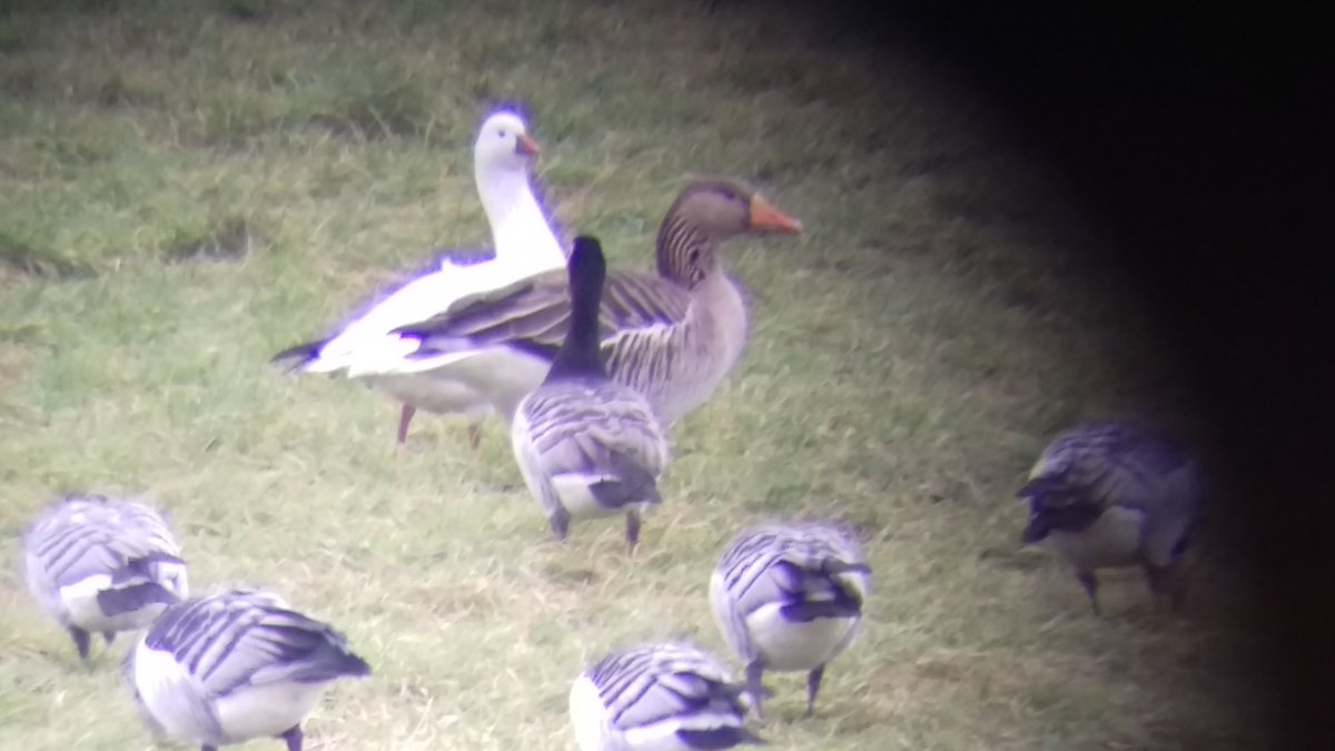 robertkeizerlbg's tweet photo. Pfff kom maar niet aan werken toe vandaag ;) eerst de #Rossgans bij Culemborg bezocht en als bonus een fraaie #Dwerggans en net terug op @SLGelderland kon ik aanschuiven bij een goede kandidaat #witstuitbarmsijs @gemeentearnhem (foto witstuit Rob Zweers) https://t.co/F6NCgWTA3Z