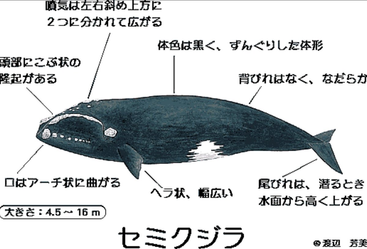 O Xrhsths 松 俊之 Sto Twitter 鯨神 で神と呼ばれるでかいクジラ どちらかといえば神々しいシロナガスクジラとかマッコウクジラとかじゃなく よりによってセミクジラだからね あのフザケた口元が妙に怖いんだ ナイスキャスティング