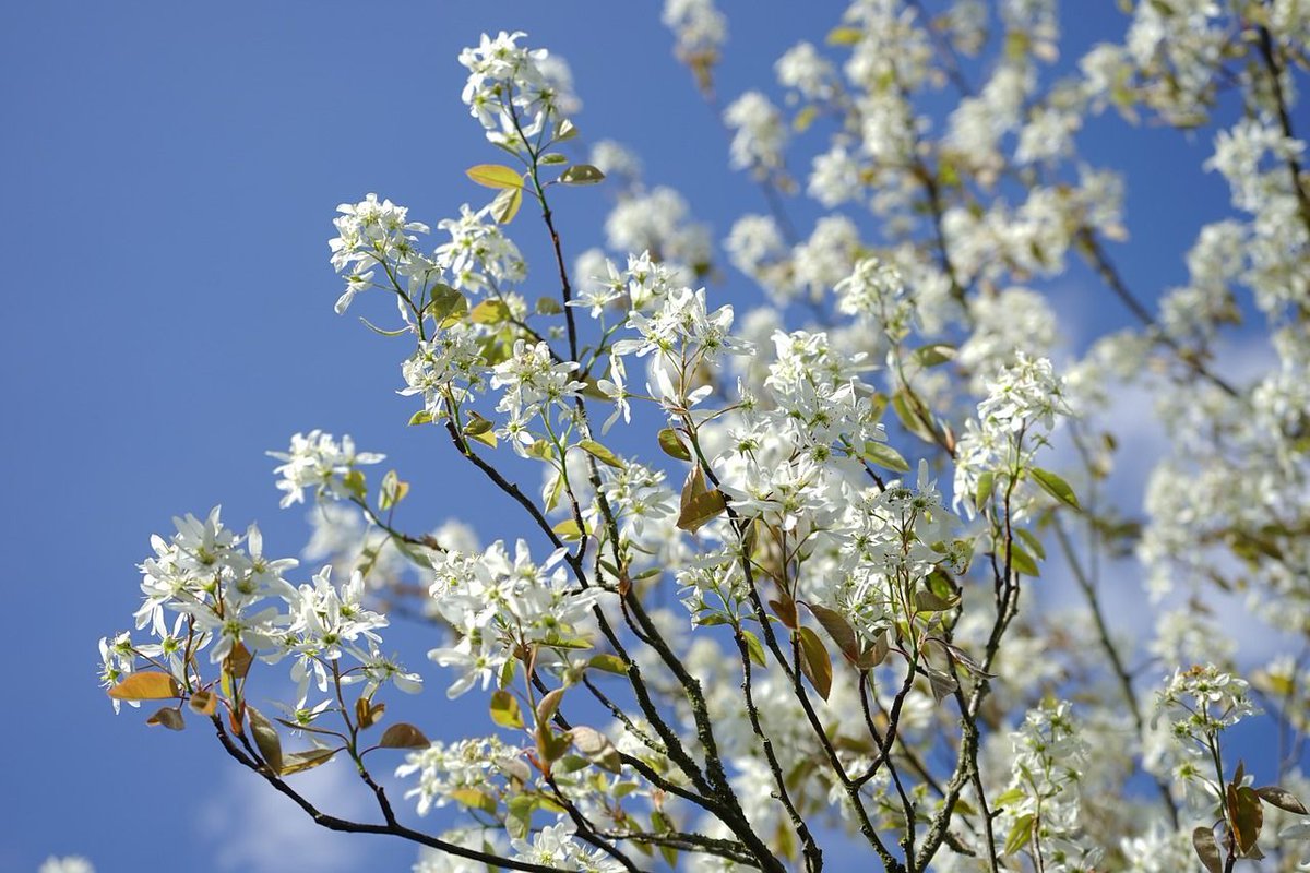PerrieHale's tweet photo. Amelanchier is a great choice for a small plot or garden as this pretty tree is compact and gives an impressive display of flowers, fruit and autumn colour https://t.co/4UchoBJJAI https://t.co/TXJRsp1Fxv