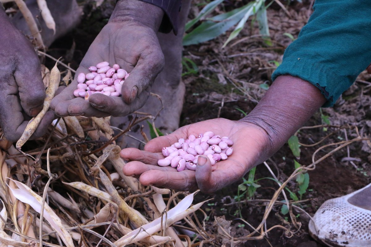 We appreciate the valuable work of smallholder farmers to increase #yields,improve #productivity and #nutrition through #biofortification. Iron beans are being harvested across #Rwanda to nourish families. #EndHiddenHunger