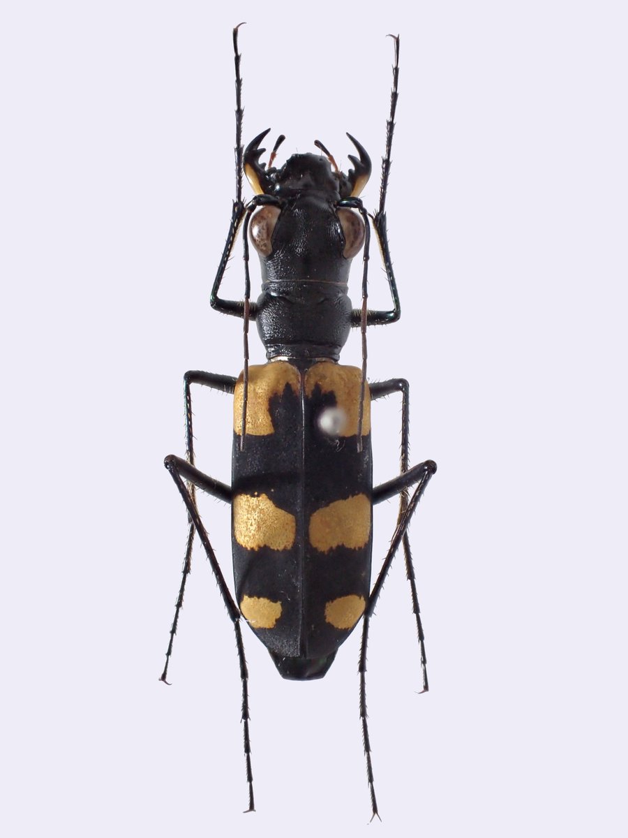 MlZUNO@insect tweet media