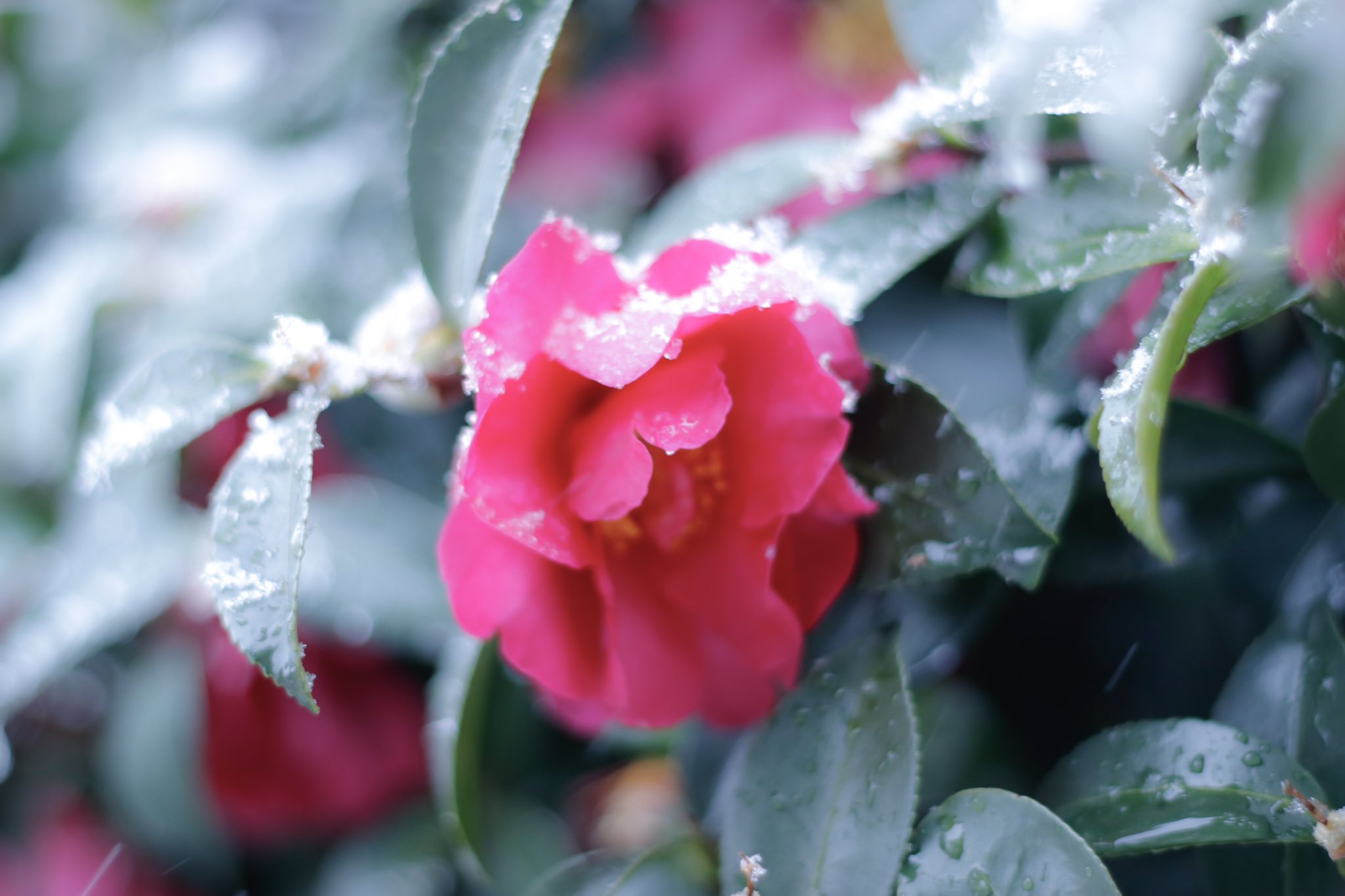 雪椿です imgrc0106822873.jpg