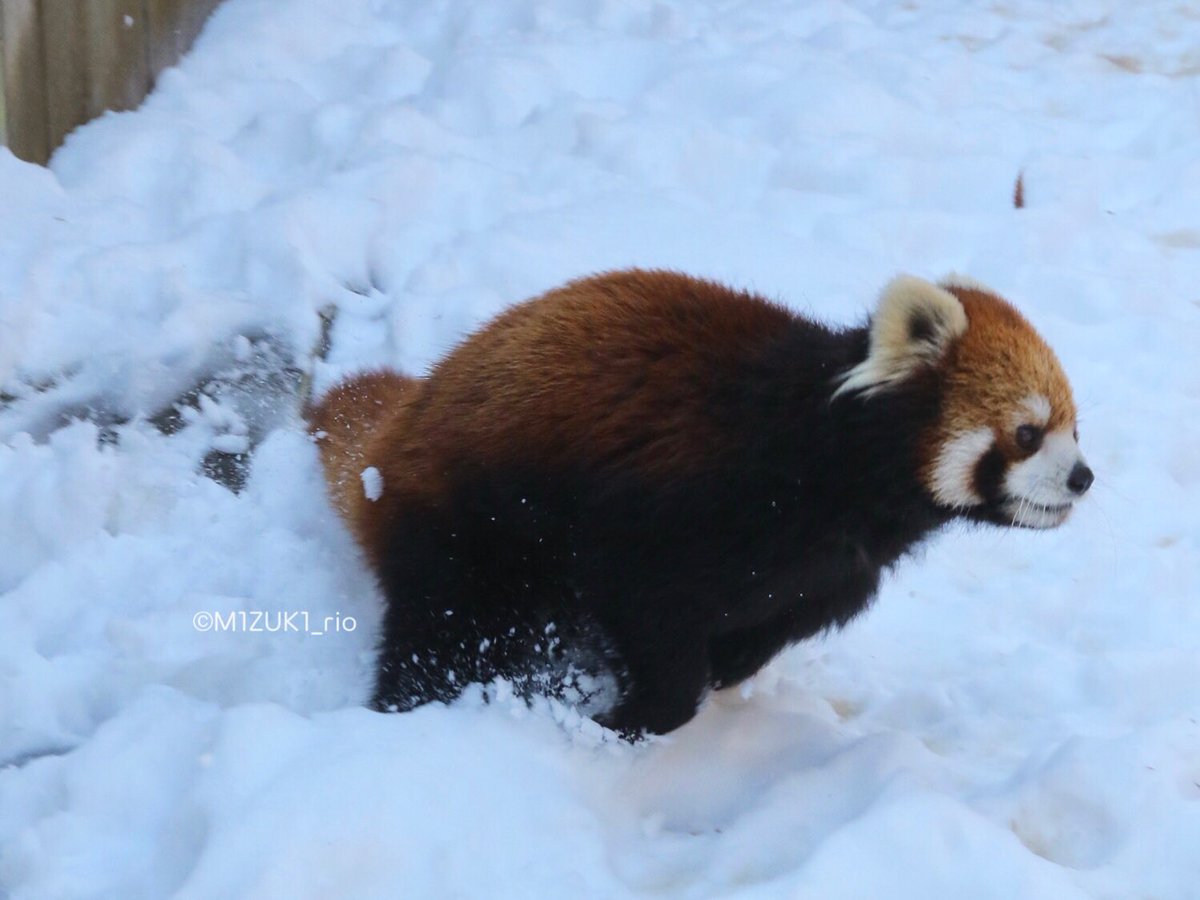 キュン死にしそう 雪を体いっぱいにつけて遊ぶレッサーパンダが天使のように可愛い Togetter キュン死にしそう 雪を体いっぱいにつけて遊ぶレッサーパンダが天使のように可愛い Togetter