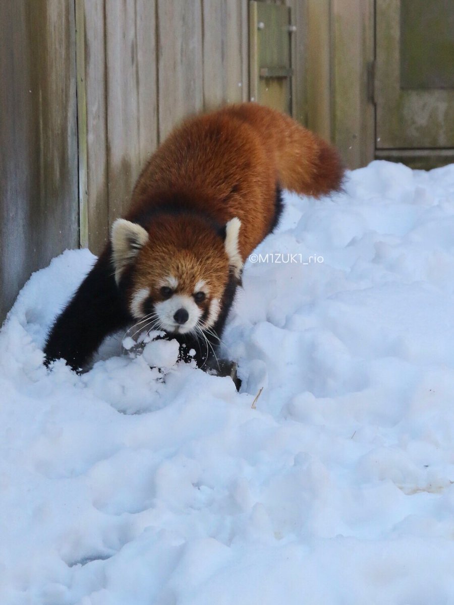 キュン死にしそう 雪を体いっぱいにつけて遊ぶレッサーパンダが天使のように可愛い Togetter