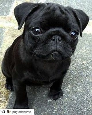 dempugsthough's tweet photo. Shop for pug lovers in bio 👉 @dempugsthough 🐶 Worldwide shipping 🌍✈️. 💗Please follow us: @dempugsthough #gift #ideas #pug #doggosandpuppers #fun #happy #joyfultimes https://t.co/mPOzvF68Mz https://t.co/17xt2Uq6Yd