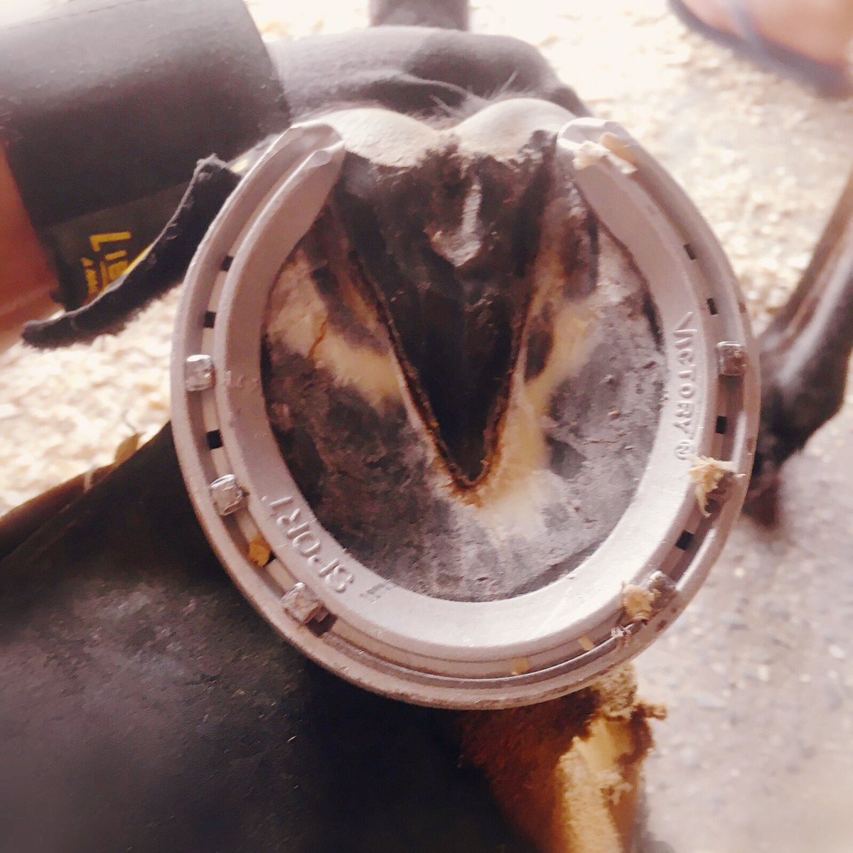 Nal ve tırnak birleşimi atın en önem verilmesi gereken yerlerden birtanesi olmak üzere atı her türlü iyi veya kötü olmak üzere her şartta etkiler.Nal desteği her zaman tendonlardan yük alınmasi üzerine ortopediye eşitlenip çakılmalidir.🏇🏻🔨