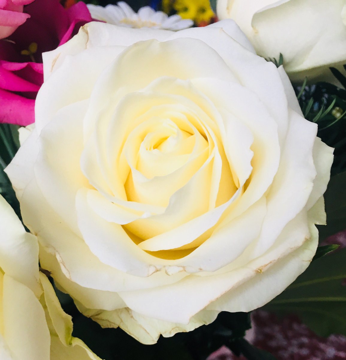Journazzle's tweet photo. Big Thank you to the Domus Family for our lovely flowers. Baby Leia is very impressed. 👶🏼 💐🌸🌹@DomusTiles https://t.co/T14Sc0nXYq