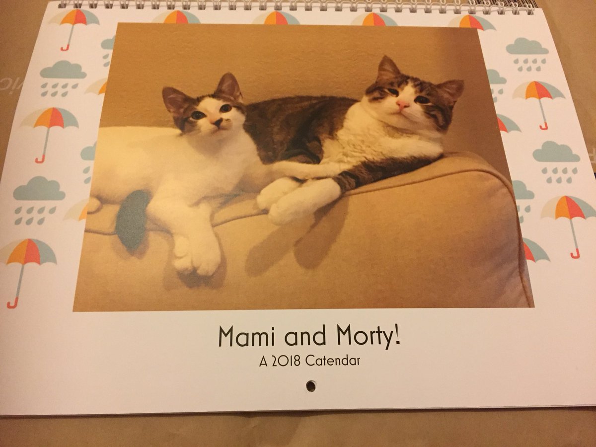 If you love cats please follow mami and morty on instagram for lovely photos of these beautiful fur balls