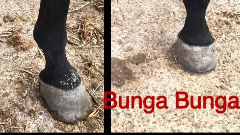 Tırnak basıncı,tırnakta yüzeysel dağıtım ve basınç nasıl olur diyerek bugüne kadar hiçbir nalbantınızdan duymadığınız ama at için tamamen ortopedik terimler olan bir işlemdir.Sizde atınızda’ki farkı çalışmalarinda ve yarışlarında gözle görünen değişimde anlamış olucaksınız🇹🇷🔨