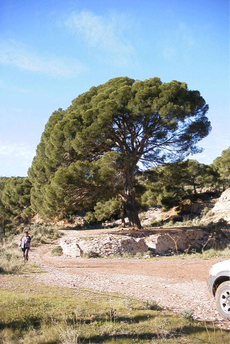 GVAparcs's tweet photo. Us presentem alguns dels arbres més singulars del #PNSerraCalderona i la seua zona d'influència: Pi del Salt, Nàquera (uns 150 anys) i l'Arborcer en la Masia Ferrer a Segorbe #DiaDelArbol https://t.co/VVHtC7FQdw