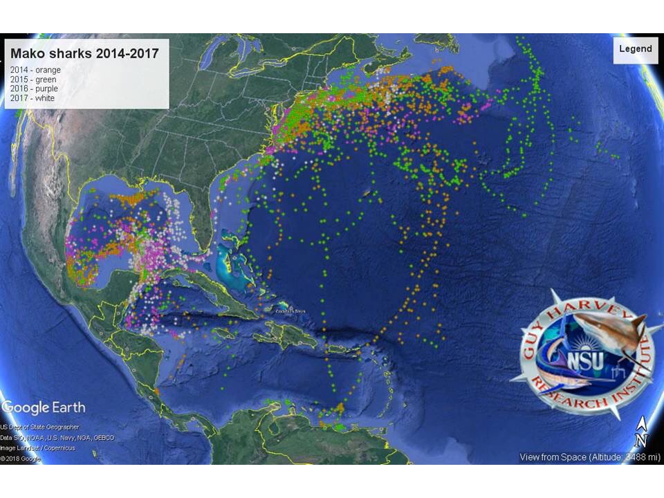 DrGuyHarvey's tweet image. The #GHRI at @NovaSE is a worldwide leader in shark research. In 2014, the GHRI undertook the largest shortfin mako #shark satellite tracking study ever conducted in the Atlantic, tagging over 70 shortfin mako sharks w/ satellite tracking tags in the GoM &amp;amp; NW Atlantic Ocean.