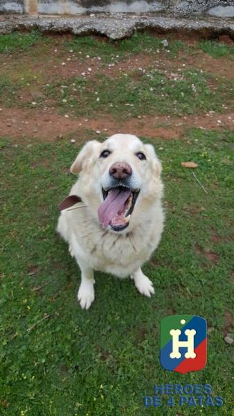 Este es Max, uno de nuestros perros🐶 que busca un hogar. Tiene 11 años, pero está hecho un chavalote😍 #adoptaunjubilado heroesde4patas.org/ficha-146