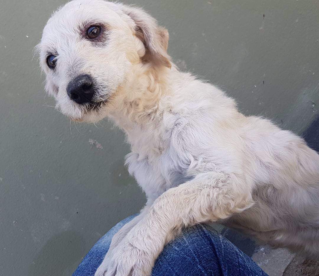 protectoraASN's tweet photo. #MARTIN un #POODLE macho rescatado del sector la pedregosa. Este hermoso muñeco es muy cariñoso, noble y jugueton y ya está listo para encontrar un hogar 🏠💖 donde lo amen y lo consientan con locura. Martin está castrado y vacunado.

Info ☎0424-7700492
#Mérida https://t.co/DiSFXRT3Ey