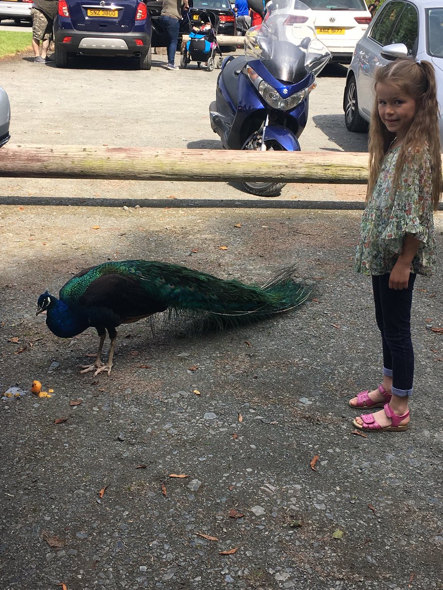 Catwalkzin's tweet photo. @ctrps1 here is Freyas (P4c) picture of her and her favourite bird, taken last summer 🌸 #BigGardenBirdwatch https://t.co/IOAvKIQpn9