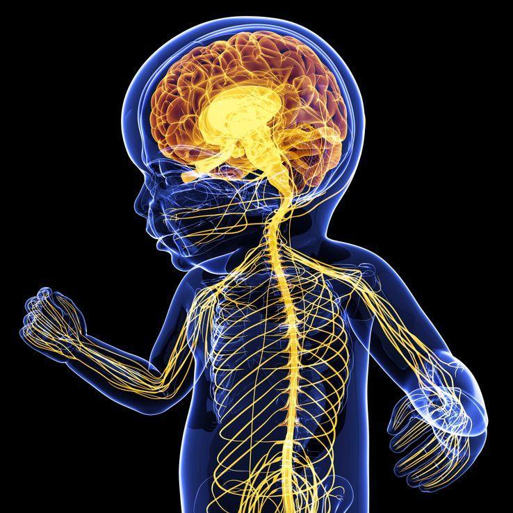 franceculture's tweet photo. Quand une analyse neurologique permet de valider une théorie formulée il y a plus de 50 ans : la célèbre théorie de René Girard sur le désir mimétique https://t.co/SCkZf9wjx1 https://t.co/9ZyZBPNTTb