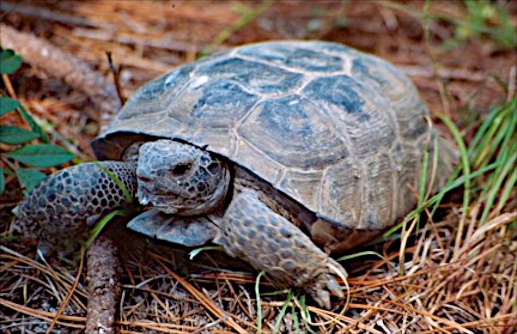 SGSF_Forests's tweet photo. From our friends with the America's Longleaf Restoration Initiative -- DYK that more than 300 species can find shelter in gopher tortoise burrows? #triviatuesday https://t.co/RqbsvQkkox