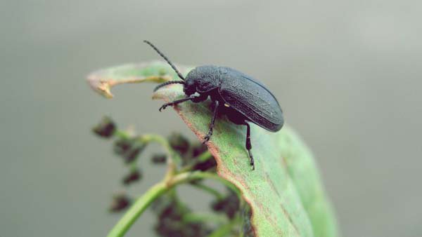 « Toutes les études convergent  : on assiste à une diminution extrêmement forte et rapide des insectes" Jean-Philippe Siblet, dir. du service du patrimoine naturel au Muséum #insectes <a href="/LaCroix/">La Croix</a> la-croix.com/Sciences-et-et…