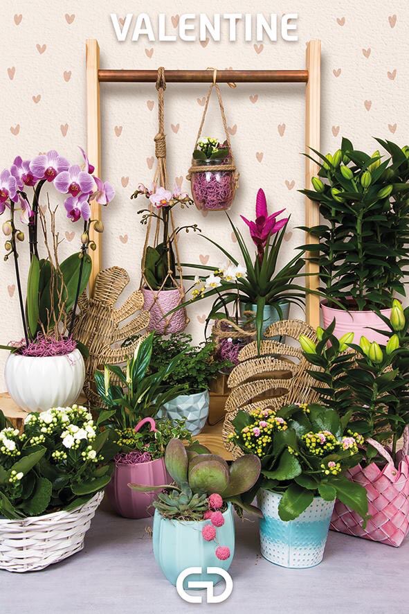 EddGroup's tweet photo. Searching for the perfect gift
can be a hard thing to do.
But don’t look further, ‘cause we prepared
a lovely Valentine collection for you. ♡ https://t.co/1pNUVMMApF