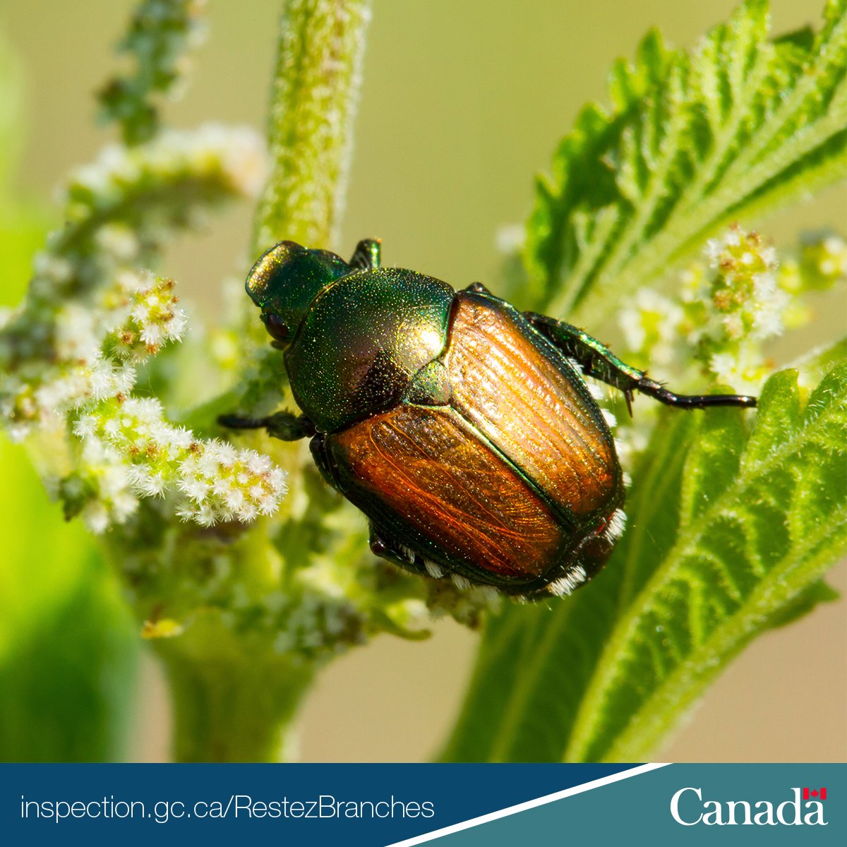 Le scarabée japonais s'attaque aux racines, au feuillage et aux fruits de diverses plantes. Protégez nos arbres contre ce #phytoravageur. #MardiBestiole ow.ly/L2wo30hIrZ5