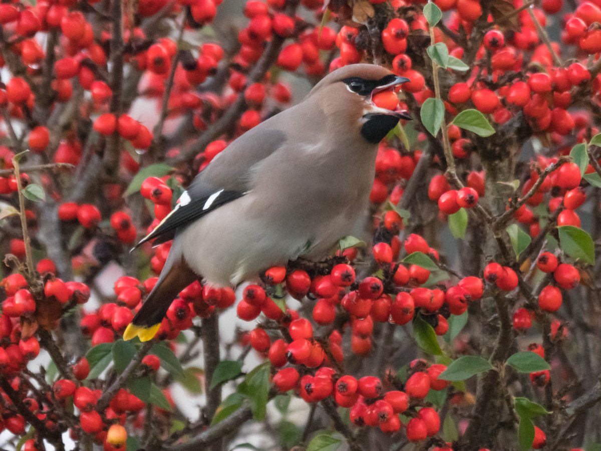 Welcome Back! Waxwings in the neighbourhood!