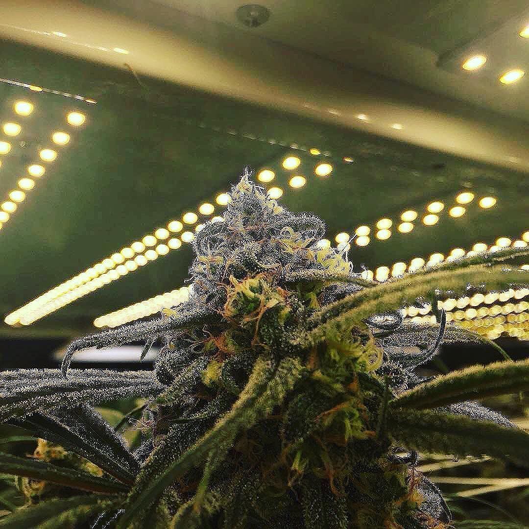 #max2400 #lightitup #fire #beauty #cannabis #cannabiscommunity #california #cannabisindustry #cannabisculture #weedstagram #womenwhogrow