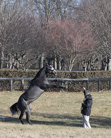 BH_AEberhardt's tweet photo. Congratulations to #Arrogate, the 2017 Longines World's Best Racehorse, and all of his connections. Two-time winner of the #LonginesAward, the champion son of Unbridled's Song from the Distorted Humor mare Bubbler now resides at @JuddmonteFarms in Lexington, Ky. More @BloodHorse https://t.co/iHnEMCrint