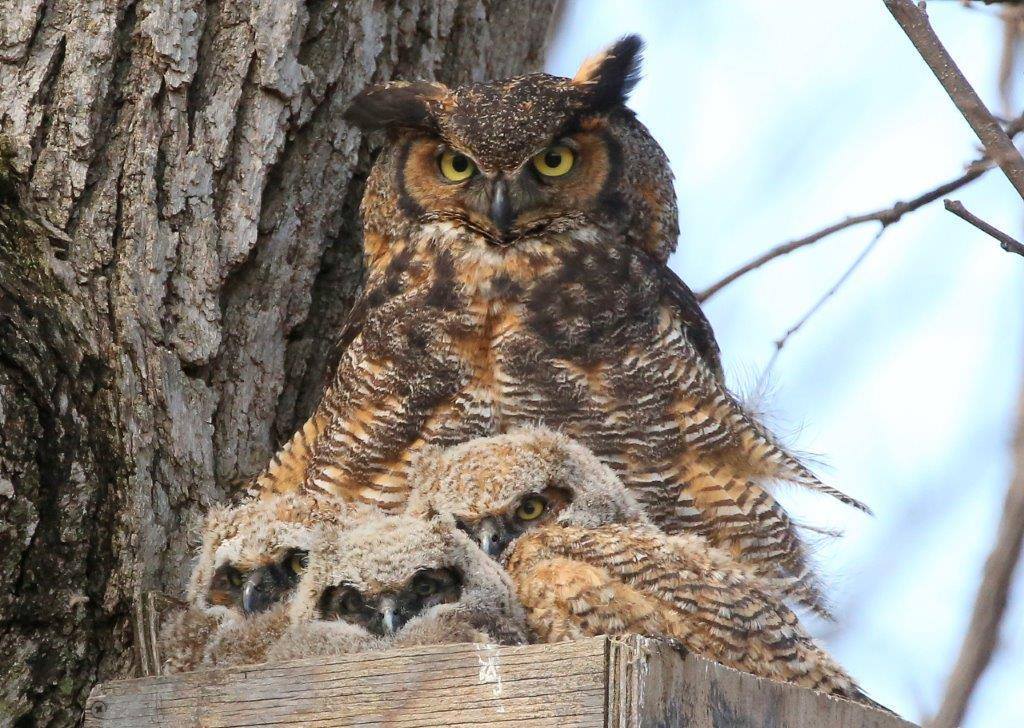 USFWS's tweet photo. Great horned owls begin nesting in January and will incubate their eggs for 30-37 days. They generally only have one brood per season. This one was photographed at Minnesota Valley National #WildlifeRefuge. Photo courtesy of Harris Mallor. https://t.co/ogUAnTzsF8