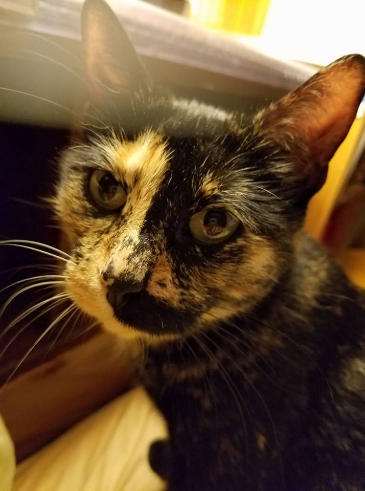 CodeWeavers's tweet photo. Our #catcaption contest has been extended to 1/24/2018. Give Nikky, George's #cat and win an exclusive @winehq_org shirt! This is Nikky, George's cat. She is a very unusual cat. She is a chimera and has six toes on each paw. https://t.co/i7WX2M0Lsl