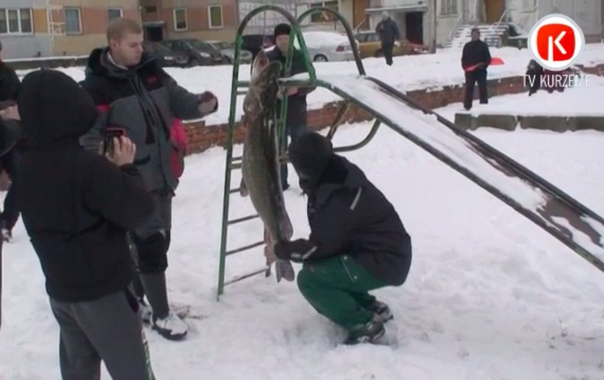 Pie fantastiska loma ticis liepājnieks Marģers Krūziņš, Liepājas ezerā noķerot 17,5kg smagu līdaku. Līdz 🇱🇻 rekordam, kas tika sasniegts 1989.g. Ungura ezerā, pietrūka vien nieka 2kg.  ➡️ goo.gl/i1vub5
#CopesLietas #cope #līdakas