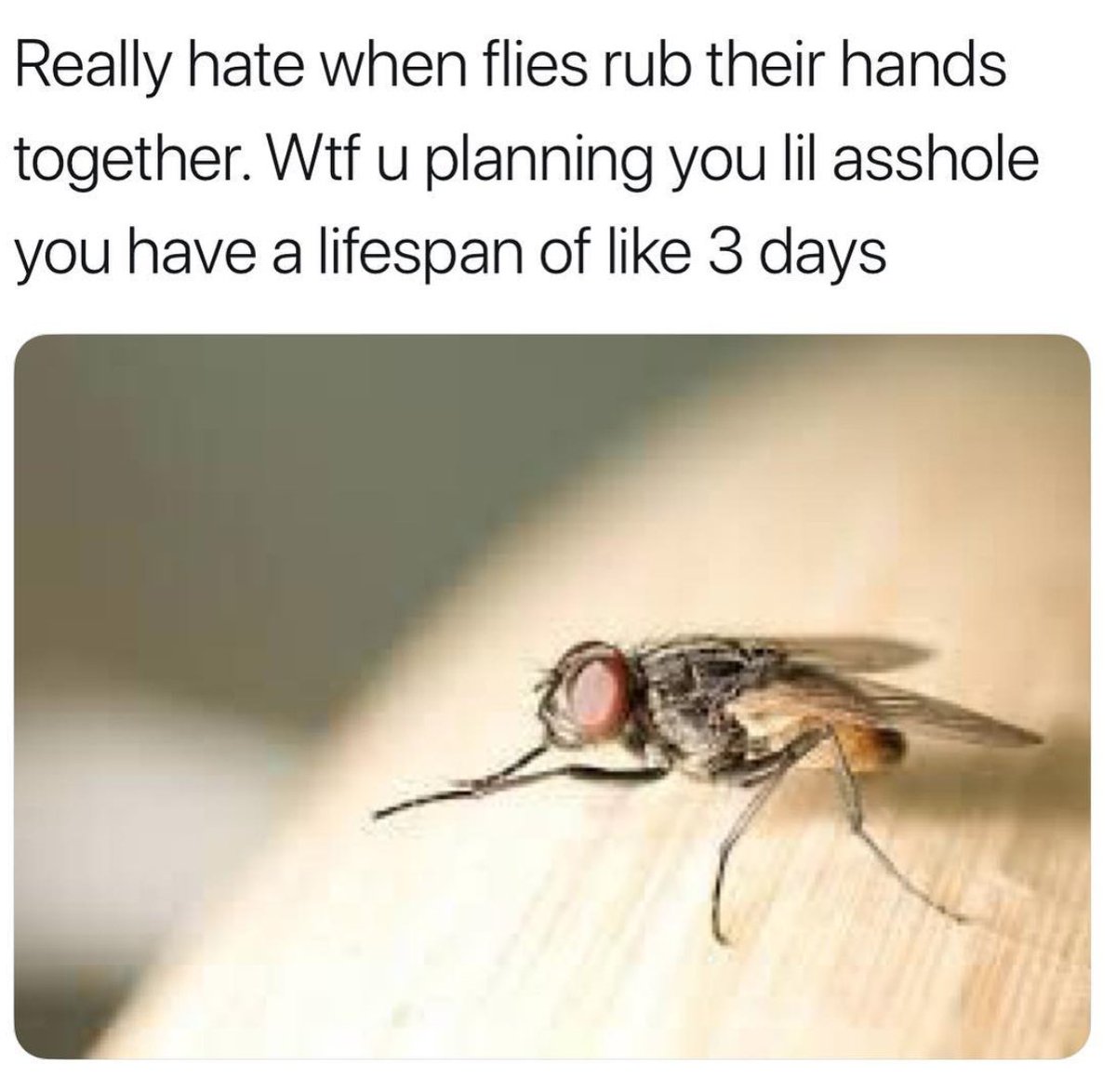 MensHumor's tweet photo. Stupid flies... https://t.co/B4CrottJkN
