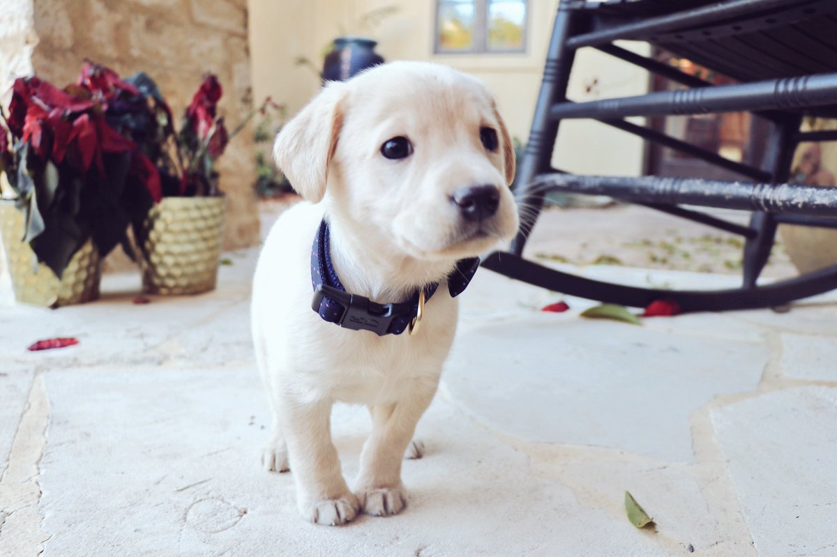 Caroline_Reed7's tweet photo. What a good girl!! https://t.co/lKcnRCkrcg