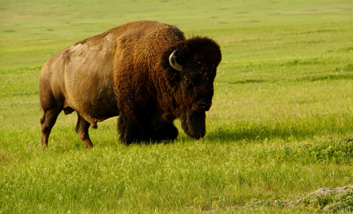 59NationalParks's tweet photo. So disappointed that my new iPhone 8 doesn’t have a bison emoji. C’mon @Apple #DailyBisonUpdate 😩 https://t.co/GNnMWSSrX3
