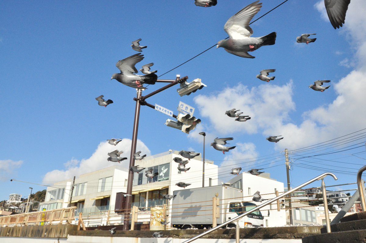 暴風に立ち向かう鳩を撮ったら不思議な絵になった って シャッタースピード速くしてるわけじゃない ってまじ Togetter 暴風に立ち向かう鳩を撮ったら不思議な絵になった って シャッタースピード速くしてるわけじゃない ってまじ Togetter