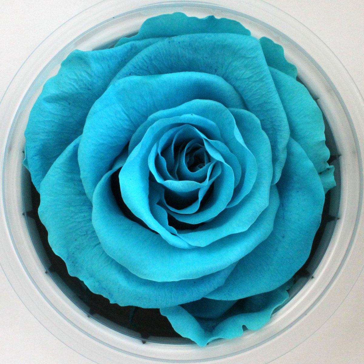 StevensandSon's tweet photo. #FlowerTipTuesday! Attn: #PreservedRose lovers. We have 7 new colors! We now have #Aqua #Eggshell #LightPink #MetallicGreen #MetallicRose #RobinsEgg & #Teal! https://t.co/FFAsmY7lz4
#Florist #Flowers #Flower #Rose #Roses #Colorado #ColoradoFlorist #FlowerTip #FloristTip https://t.co/pavzR7RG6Q