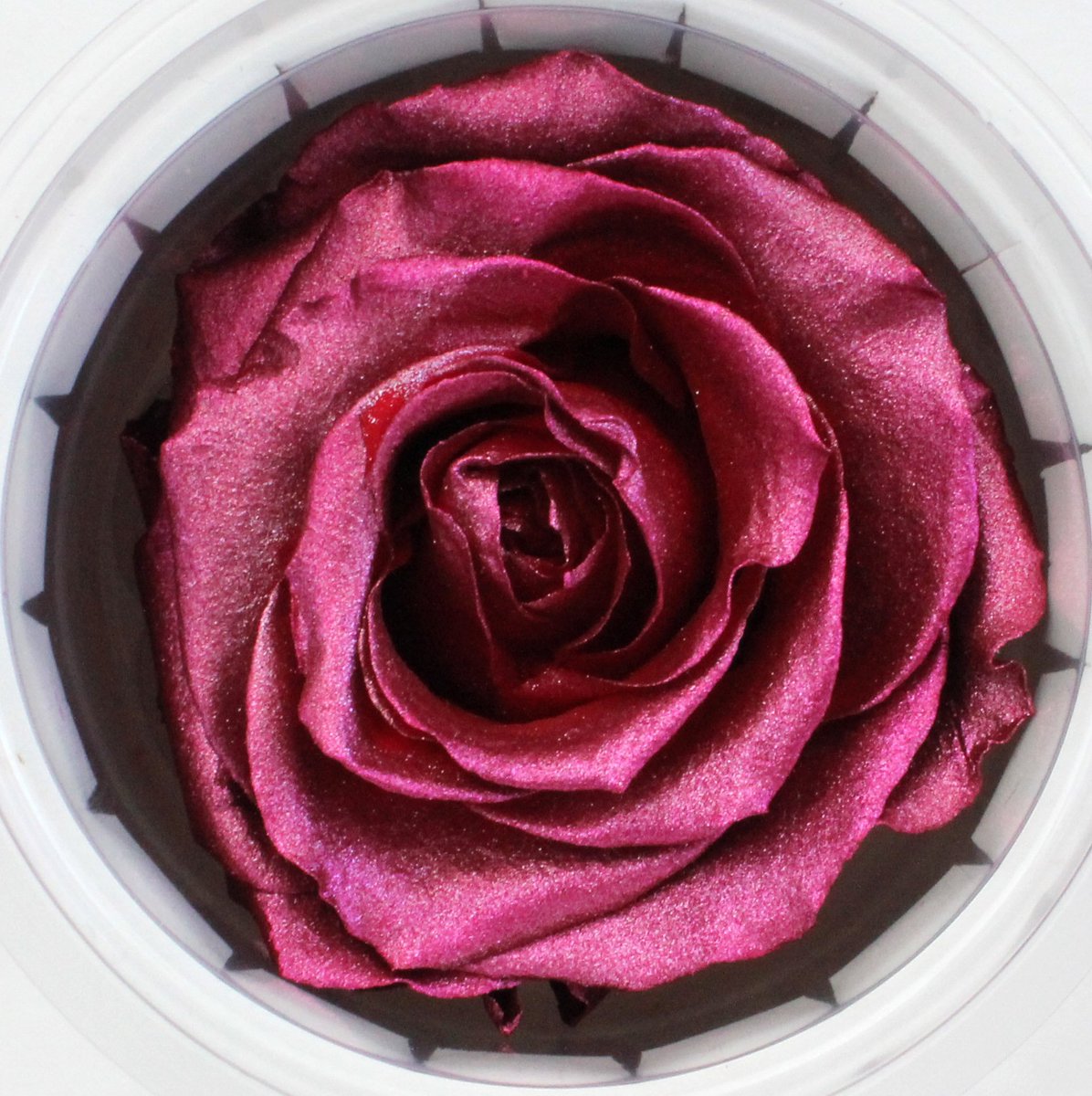 StevensandSon's tweet photo. #FlowerTipTuesday! Attn: #PreservedRose lovers. We have 7 new colors! We now have #Aqua #Eggshell #LightPink #MetallicGreen #MetallicRose #RobinsEgg & #Teal! https://t.co/FFAsmY7lz4
#Florist #Flowers #Flower #Rose #Roses #Colorado #ColoradoFlorist #FlowerTip #FloristTip https://t.co/pavzR7RG6Q