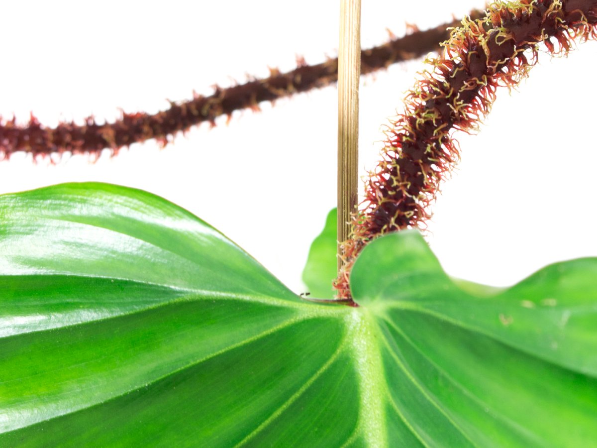 Passifloramaarn's tweet photo. De Philodendron squamiferum zowel stoer als aaibaar. RT jouw favoriete look! https://t.co/eKOagQgqap