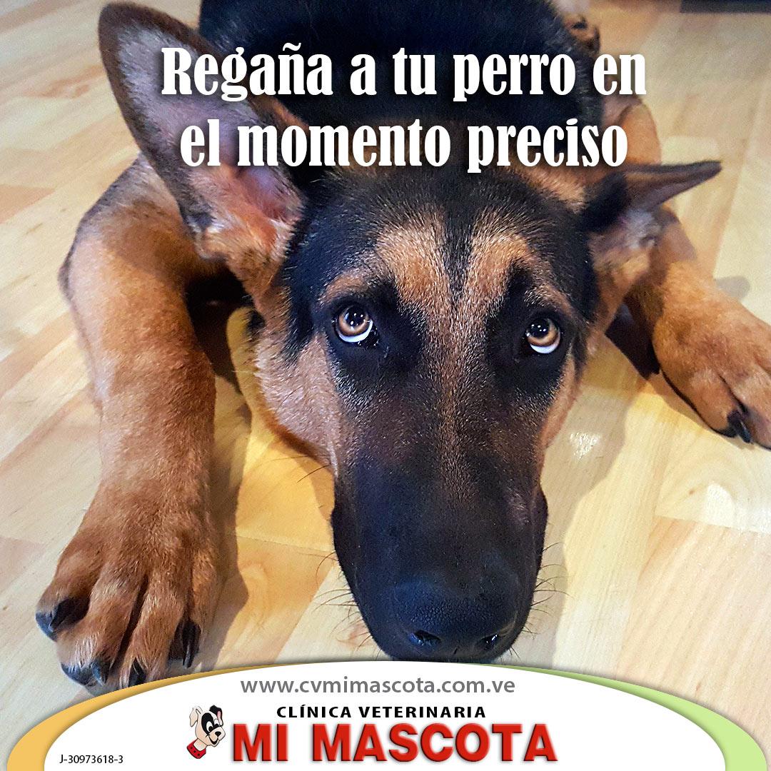 cvmimascotaco's tweet photo. El perro no puede pensar hacia atrás. Así cuando veas que tu perro está haciendo algo mal o este dañando algo, corrígelo de inmediato #tipsperrunos https://t.co/un0wauuGLM