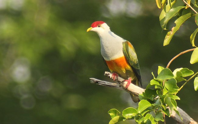 BIRD #6,137
Wallace's Fruit-Dove
(Ptilinopus wallacii)