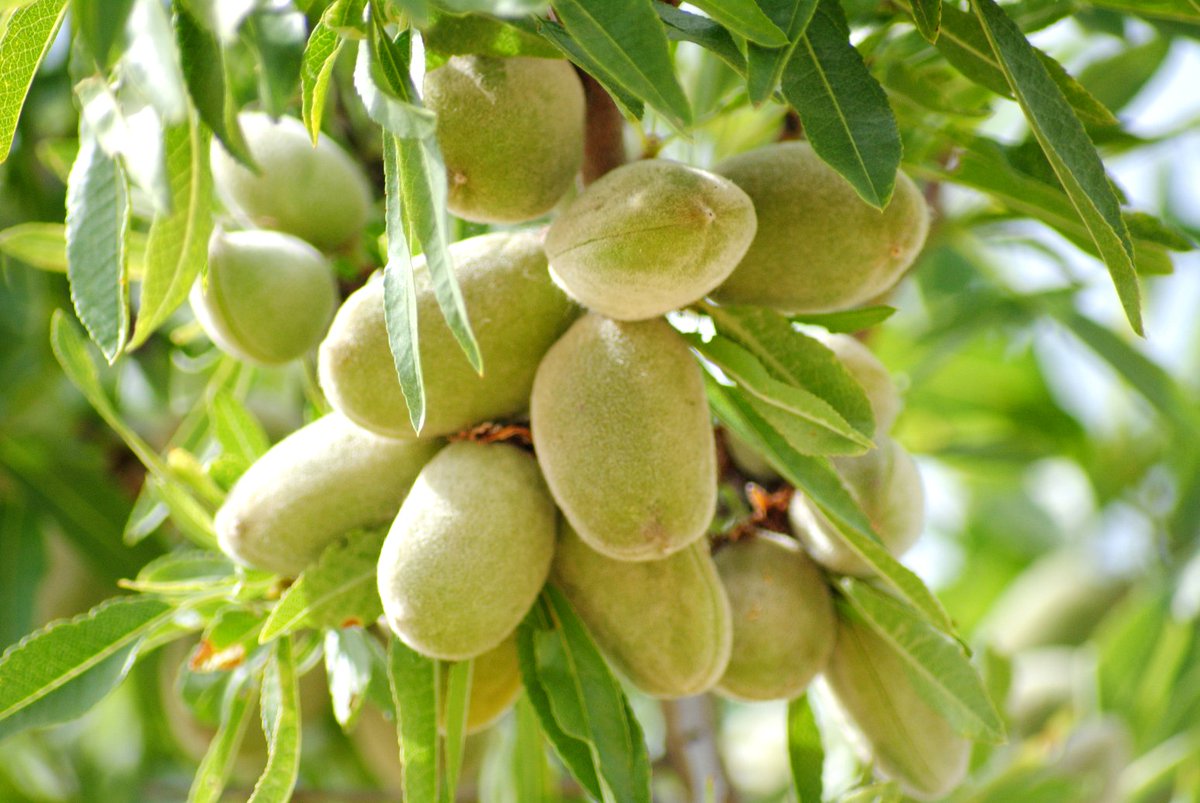 Sistemas de visión óptica para erradicar las #almendras amargas ➡️ Dicho proyecto se estructura en tres fases: detección de almendra amarga en comercialización, identificación y geolocalización de #almendros amargos y campaña de difusión de resultados 🔗 ecomercioagrario.com/sistemas-de-vi…