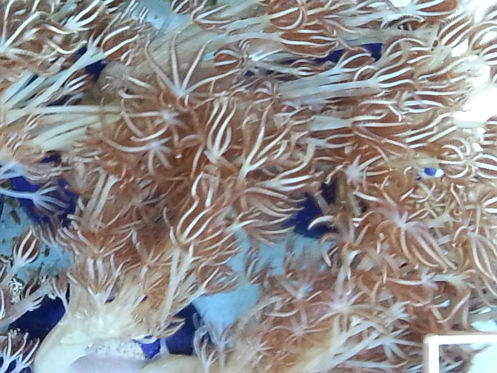 #bluexenia is definitely one of our favourites  what's yours #coral