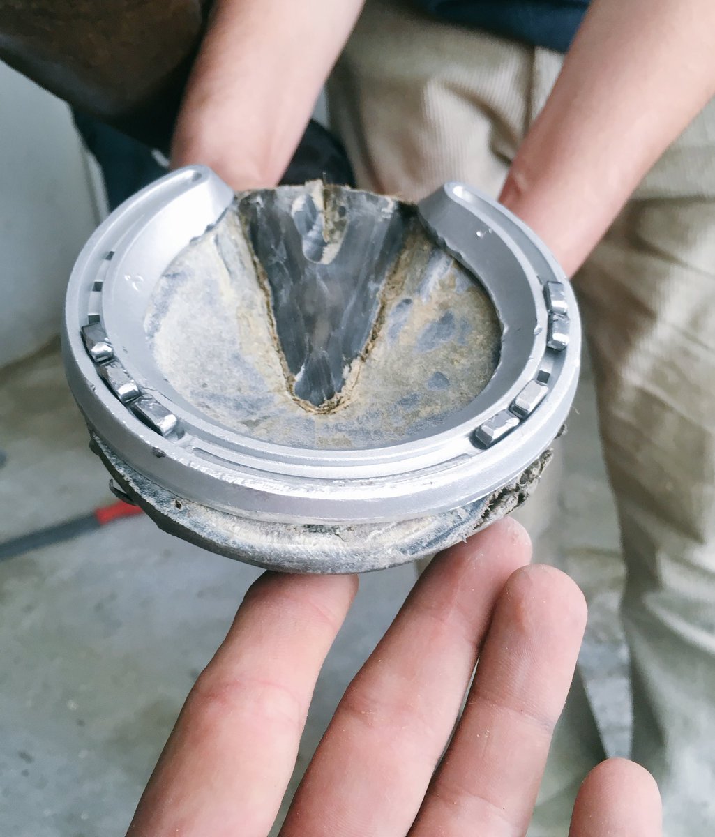 Bir çakım önce tendon sorunu gösteren tayımızda nal çakımı sırasında çıkan uzunluktur.Su sekilde atımızın ön kısmına nalın uzatılması atın tüm tendonuna zarar vermektedir.Bu gördüğünüz fazlalık gittiği gibi tırnak yerine oturmuş tayımız düzelmiştir.🏇🏻🔨