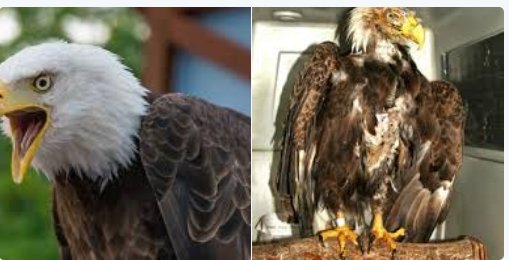 Dr. taiwo nolas-alausa tweet media