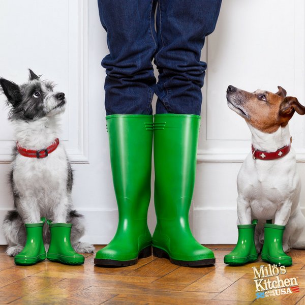 MilosKitchen's tweet image. Dress your dogs to look like you? Now feed them like you too. miloskitchen.com/treats