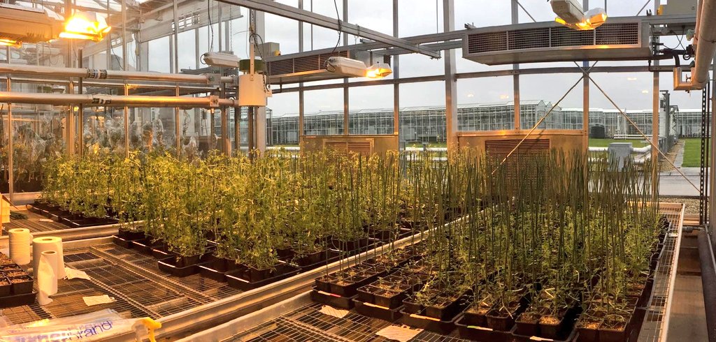 ChrysaSergaki's tweet image. I believe we have a decent amount of reps for our Medicago experiment 😂 @BeatrizLagunas @giffordlab @SchaferLab_UoW